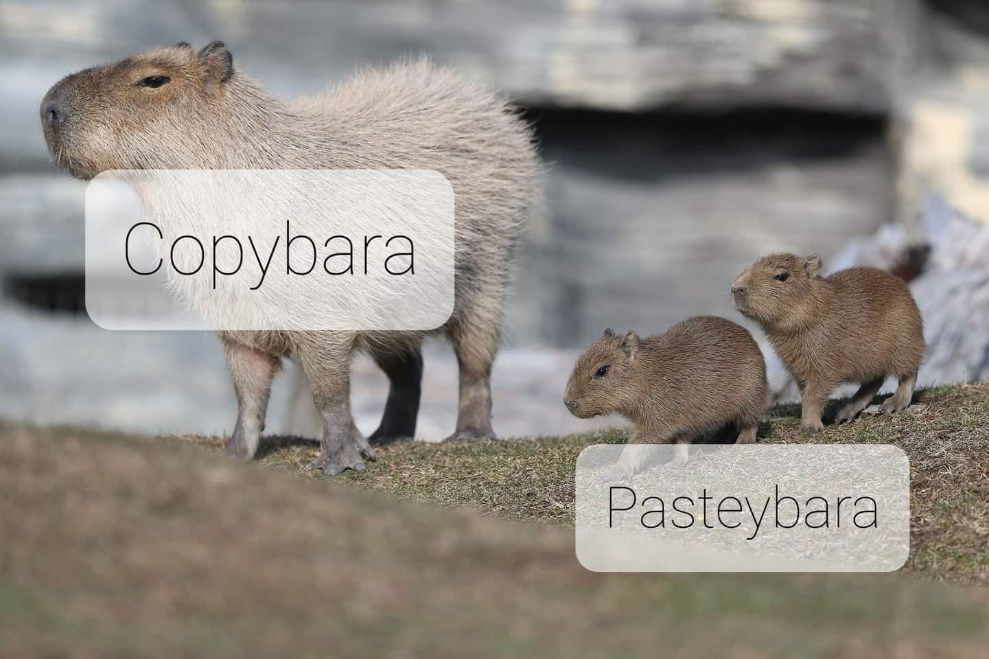 capybara pasteybara