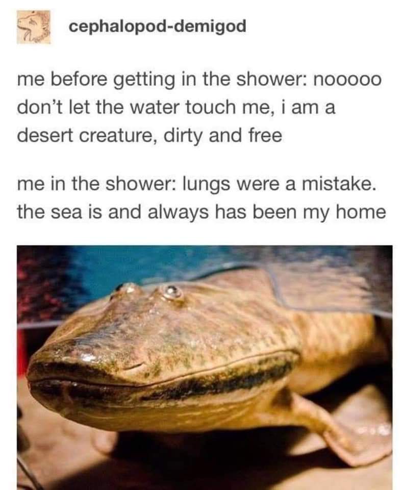 prehistoric fish meme - cephalopoddemigod me before getting in the shower nooooo don't let the water touch me, i am a desert creature, dirty and free me in the shower lungs were a mistake. the sea is and always has been my home