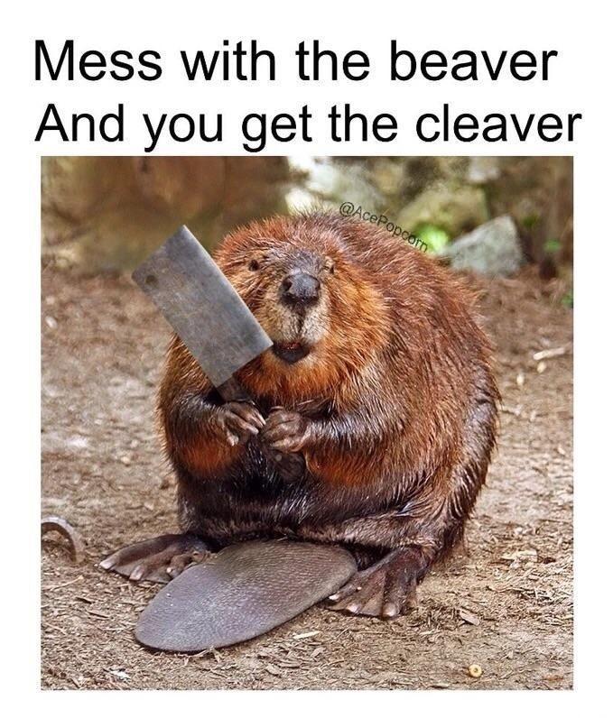 beaver memes - Mess with the beaver And you get the cleaver