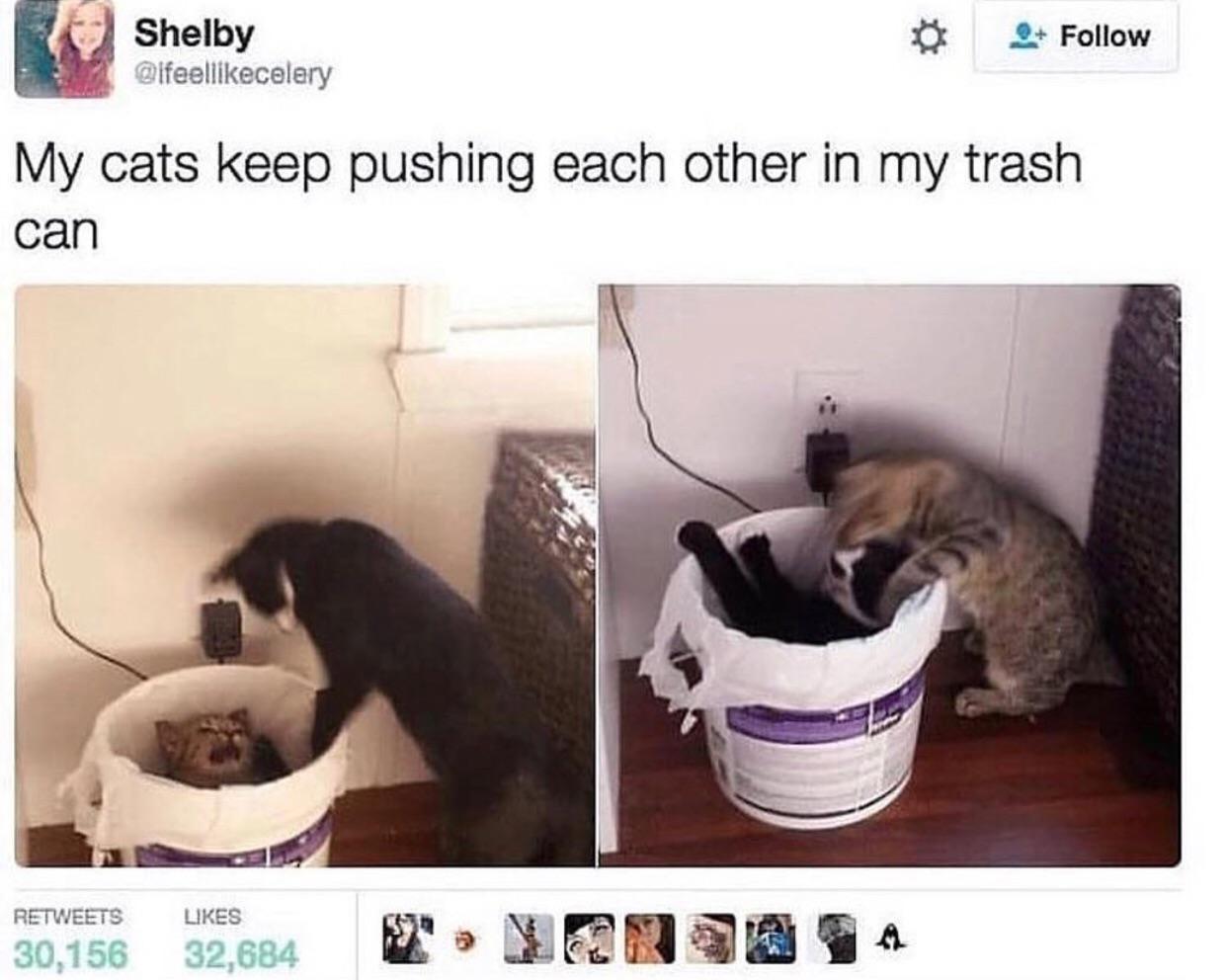 my cats keep pushing each other - Shelby My cats keep pushing each other in my trash can 30,156 32,684