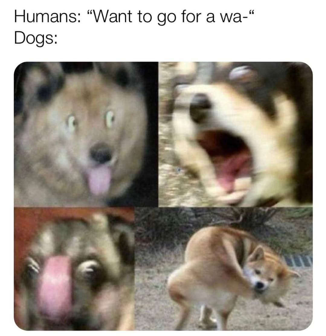 maximum borkdrive - Humans "Want to go for a wa Dogs