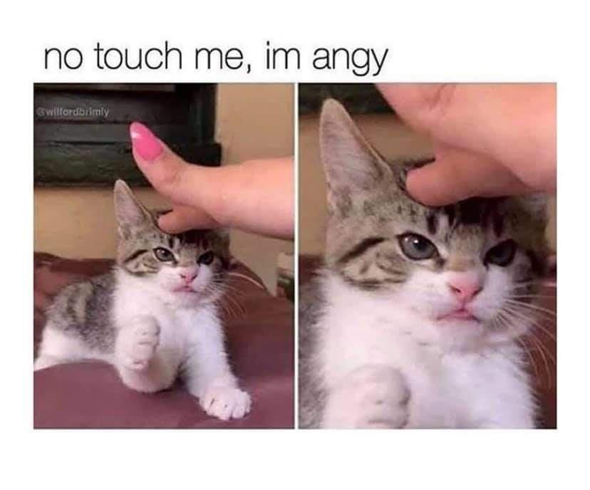 current mood meme - no touch me, im angy swilfordrimly