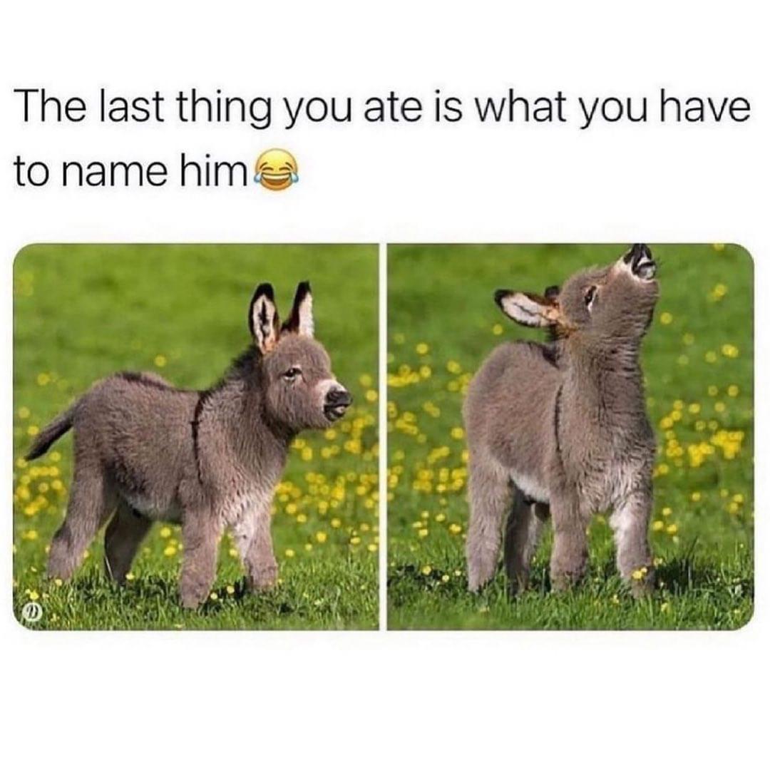 Donkey - The last thing you ate is what you have to name him