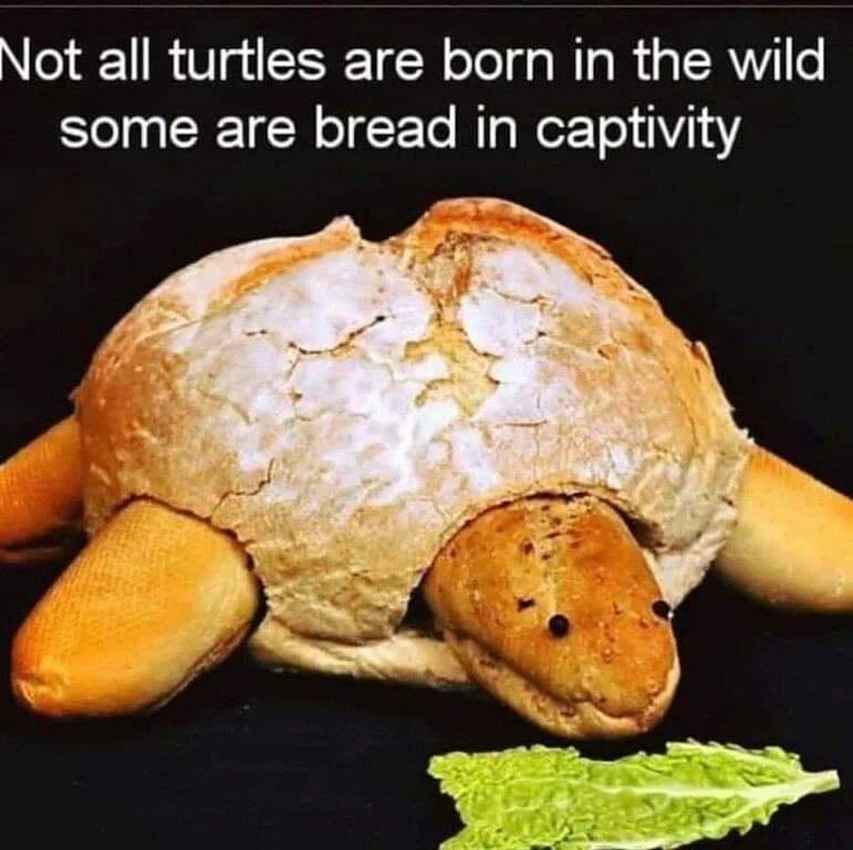 turtle bread in captivity - Not all turtles are born in the wild some are bread in captivity