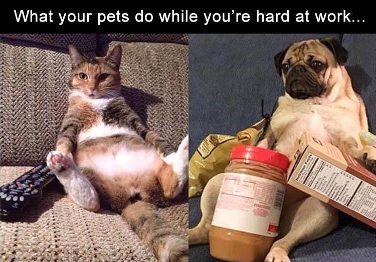 its friday party time - What your pets do while you're hard at work...