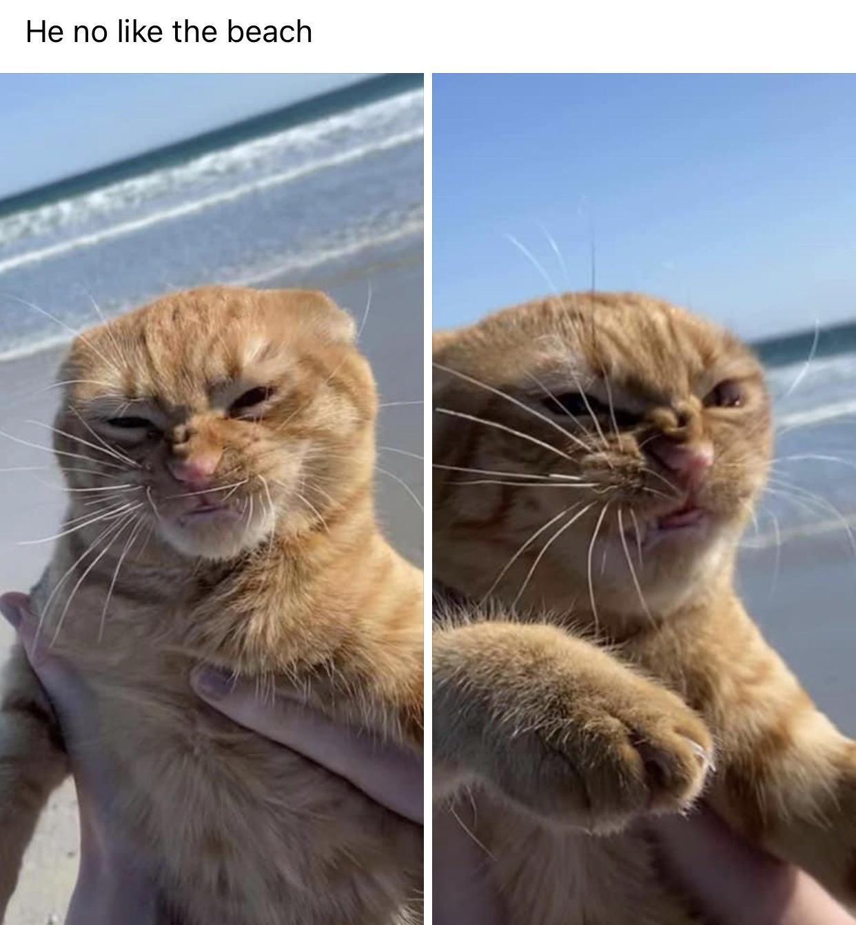 cat on windy beach - He no the beach