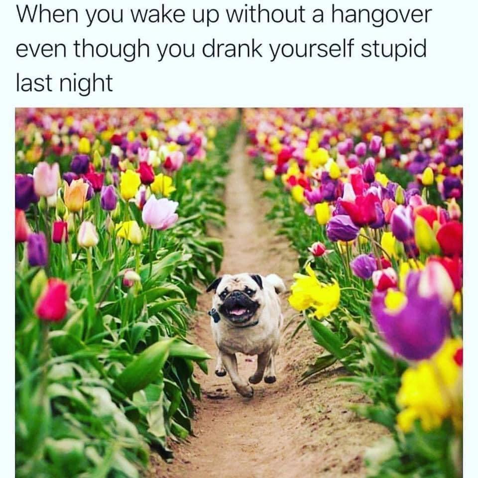 tulip funny - When you wake up without a hangover even though you drank yourself stupid last night