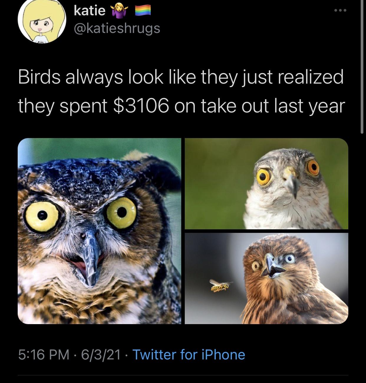 owl - katie Birds always look they just realized they spent $3106 on take out last year O 6321 Twitter for iPhone