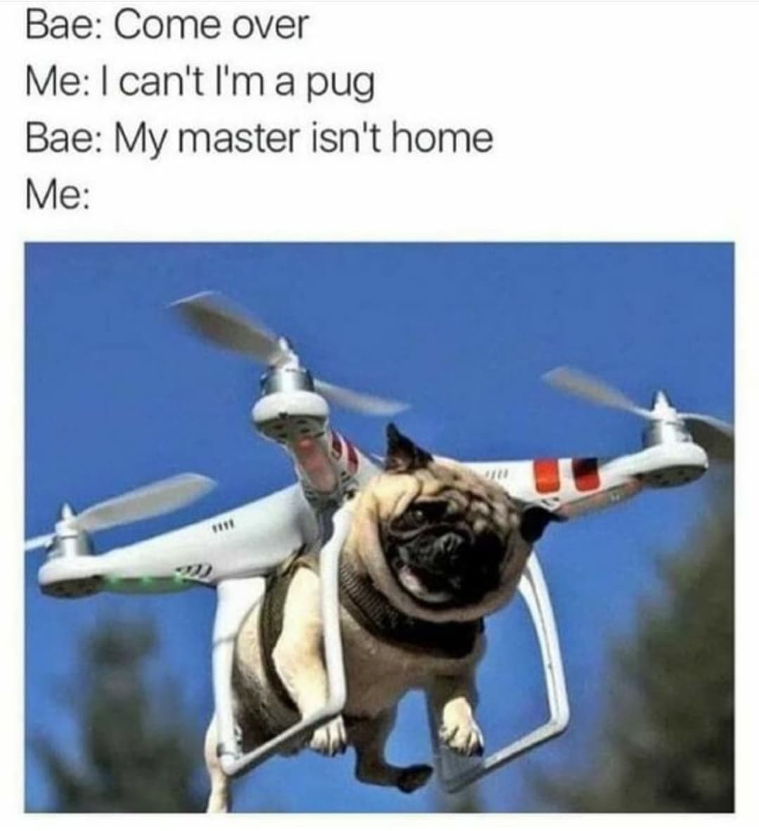 cool drone - Bae Come over Me I can't I'm a pug Bae My master isn't home Me
