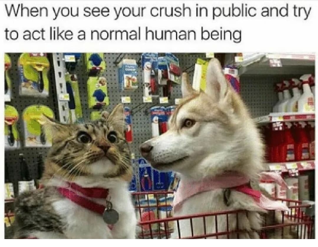 shopping cat - When you see your crush in public and try to act a normal human being