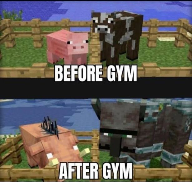 funny gaming memes -minecraft animals meme - 27 Before Gym After Gym