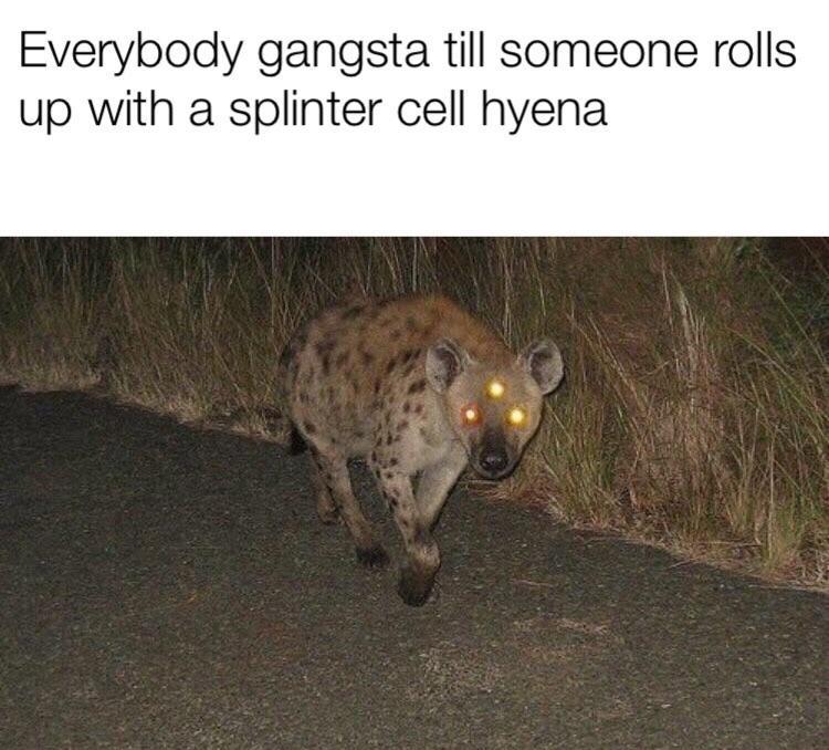 cute hyena aesthetic - Everybody gangsta till someone rolls up with a splinter cell hyena