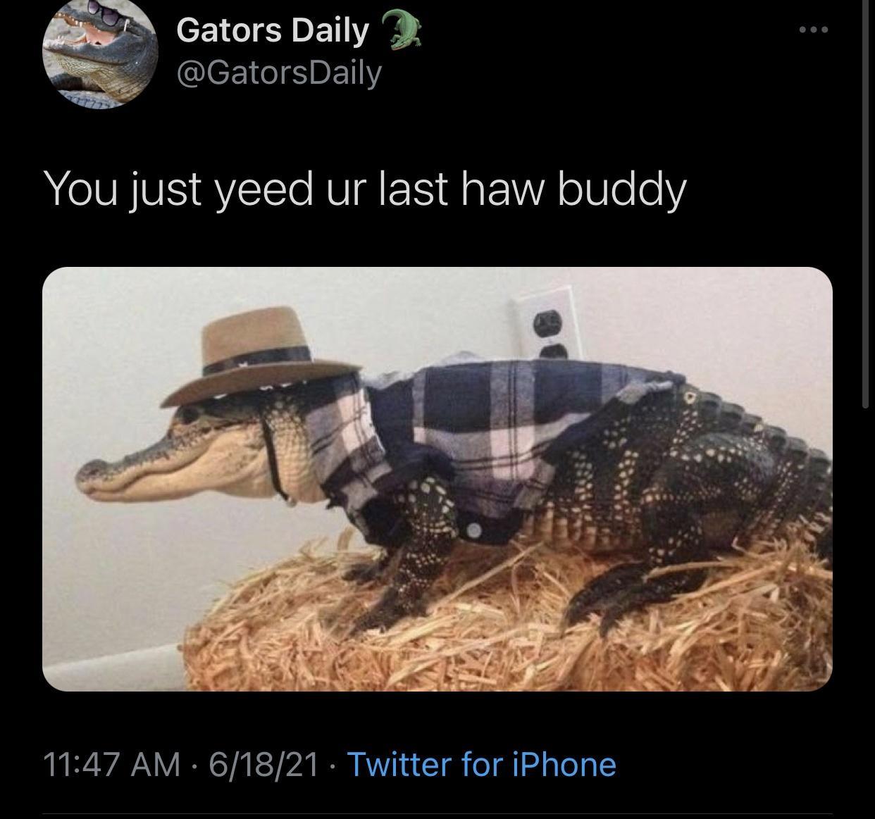 fauna - @ @ @ Gators Daily Daily You just yeed ur last haw buddy 61821 Twitter for iPhone
