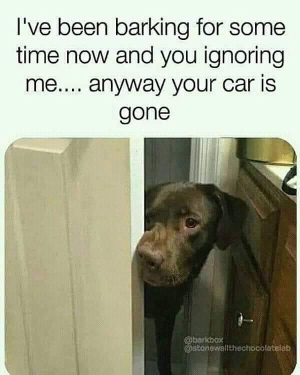 nimeuma dog memes - I've been barking for some time now and you ignoring me.... anyway your car is gone borkbox thechocolateiab