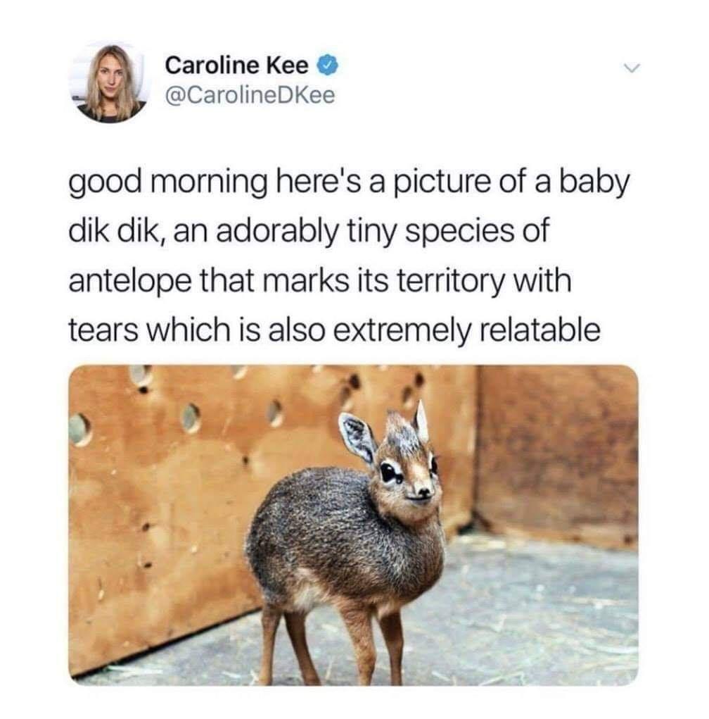funny tweets and replies on twitter - dik dik - Caroline Kee good morning here's a picture of a baby dik dik, an adorably tiny species of antelope that marks its territory with tears which is also extremely relatable