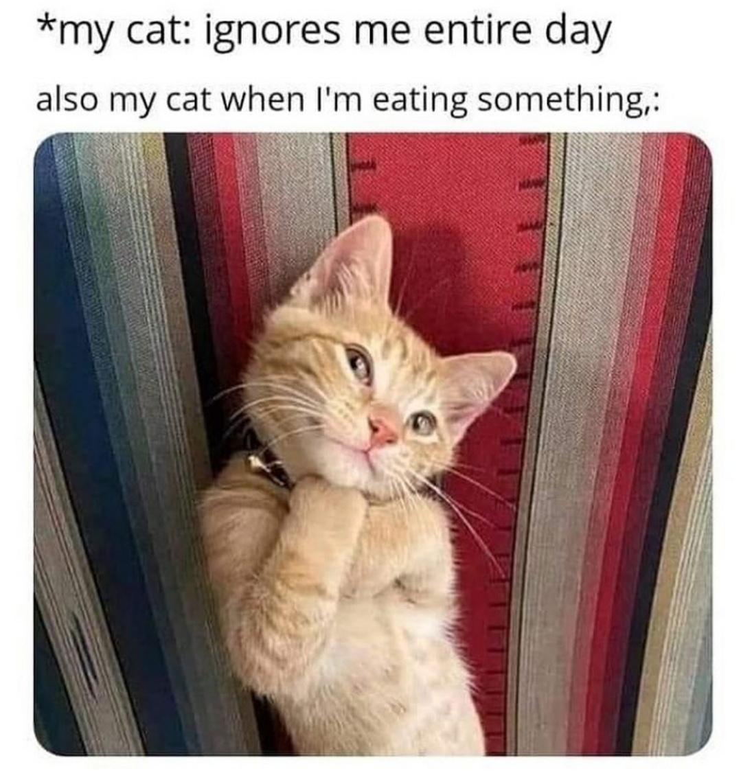 dank memes - your cat is more photogenic than you - my cat ignores me entire day also my cat when I'm eating something,