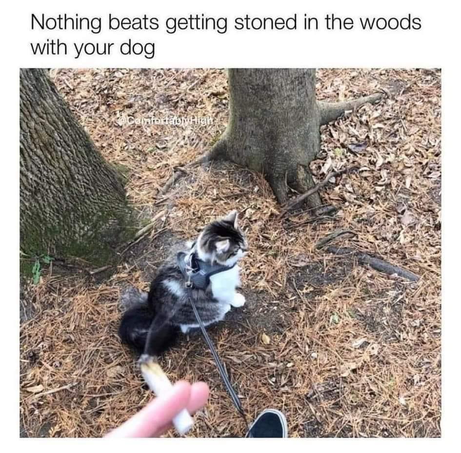 dank memes - Cannabis smoking - Nothing beats getting stoned in the woods with your dog Califoron High