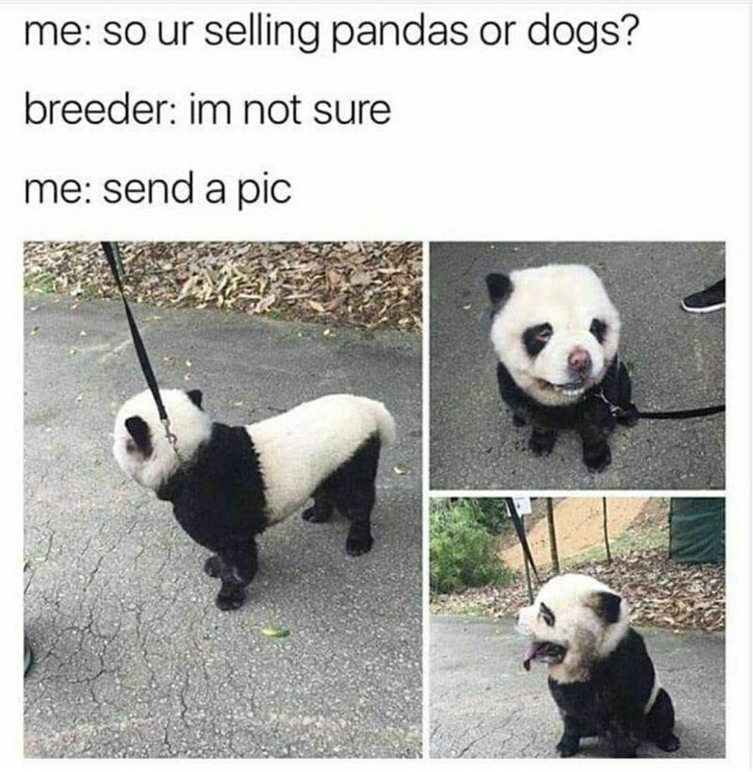 monday morning randomness - panda dog meme - me so ur selling pandas or dogs? breeder im not sure me send a pic