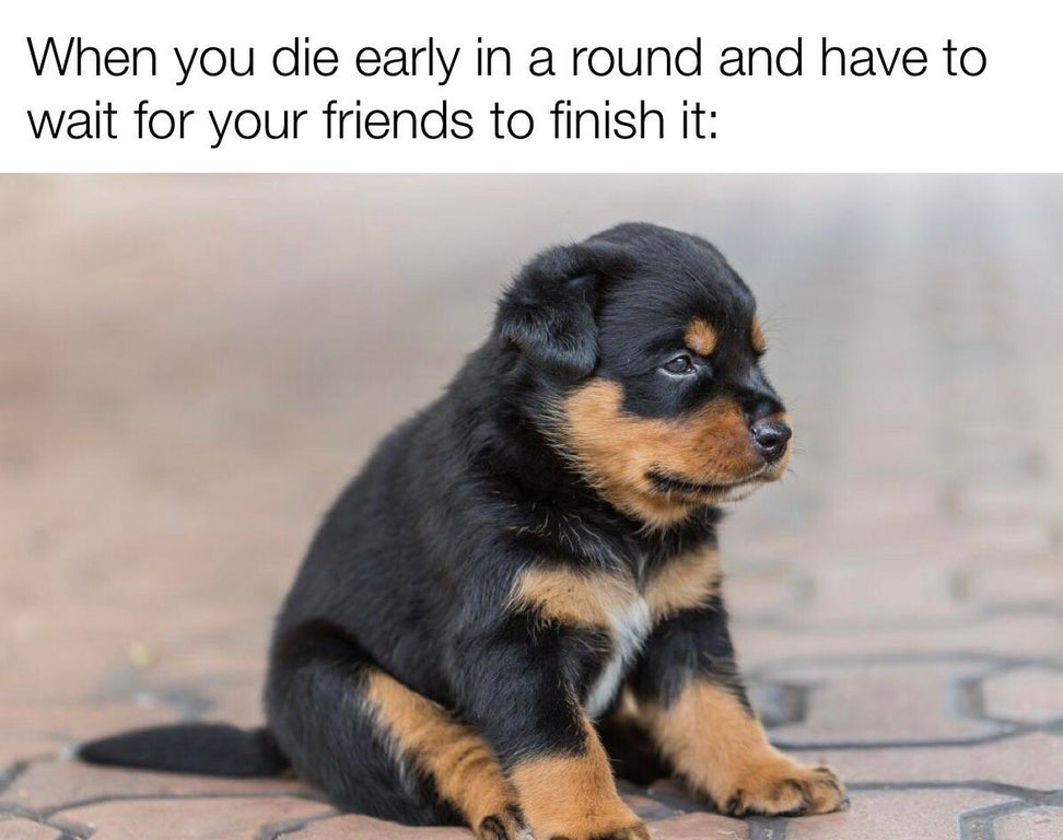 funny gaming memes - rottweiler dog puppy cute - When you die early in a round and have to wait for your friends to finish it