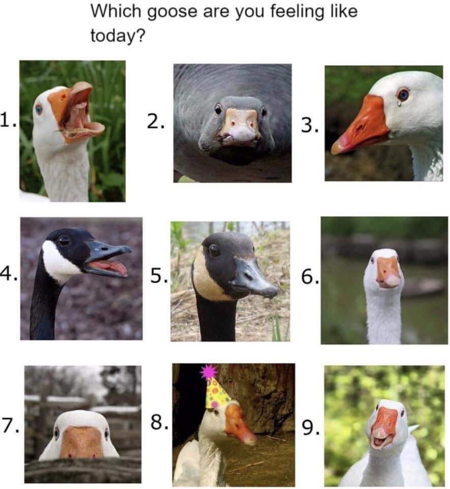 goose are you feeling like today - Which goose are you feeling today? 1. 2. 3. 4. 5. 6. 7. 8. 9.