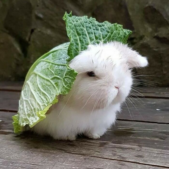 bunny with lettuce