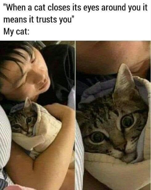 amusing meme - "When a cat closes its eyes around you it means it trusts you" My cat