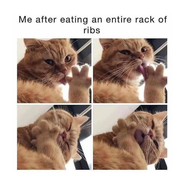 me after eating an entire rack of ribs cat meme - Me after eating an entire rack of ribs
