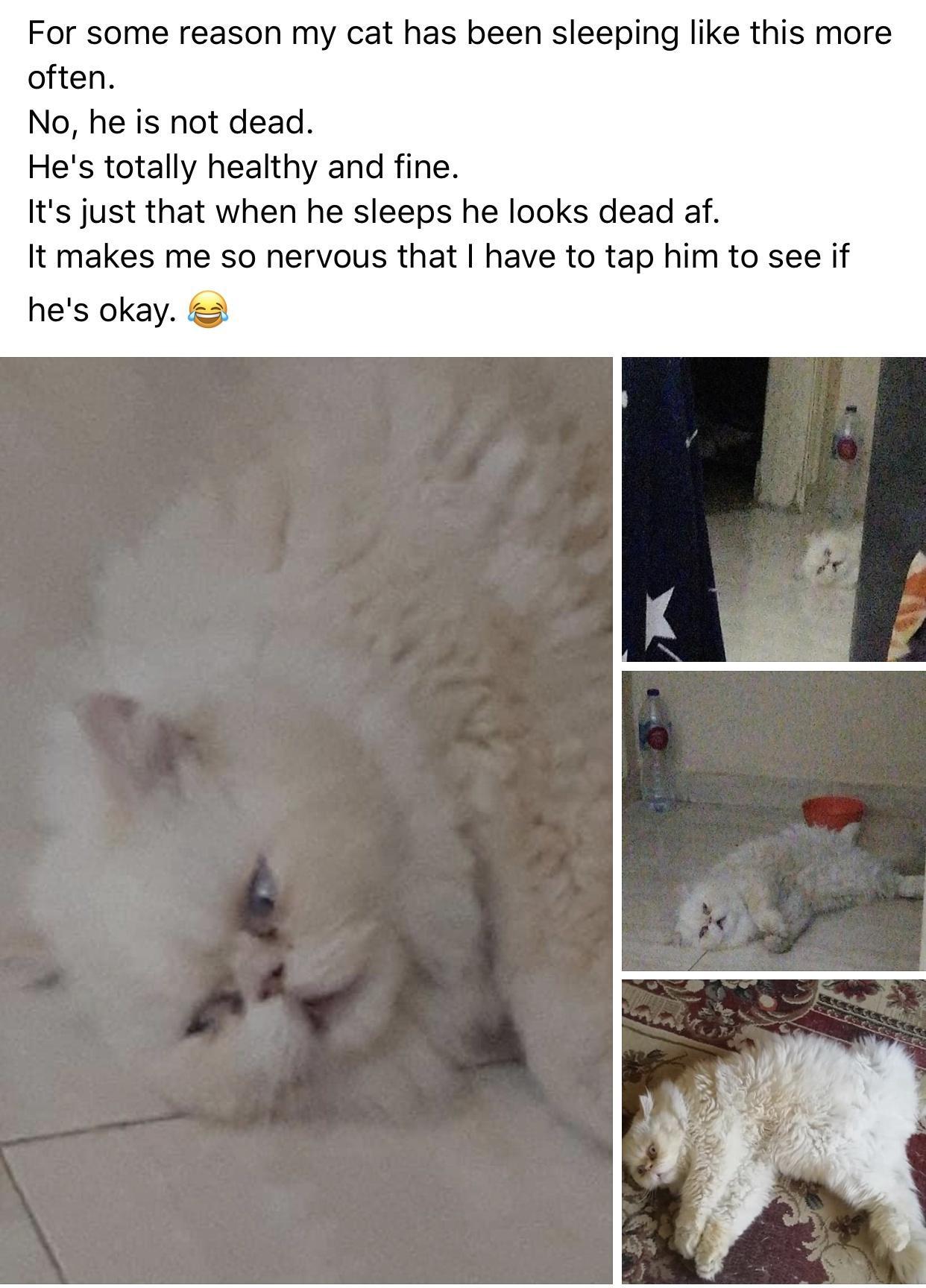 photo caption - For some reason my cat has been sleeping this more often. No, he is not dead. He's totally healthy and fine. It's just that when he sleeps he looks dead af. It makes me so nervous that I have to tap him to see if he's okay.