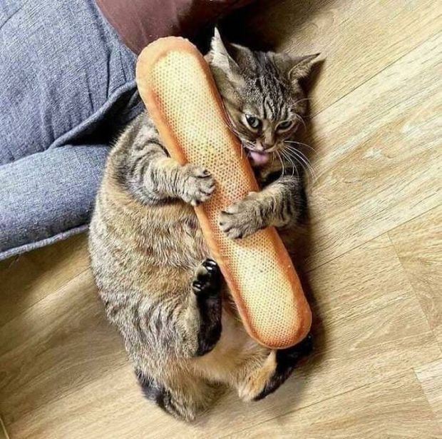 cat holding bread