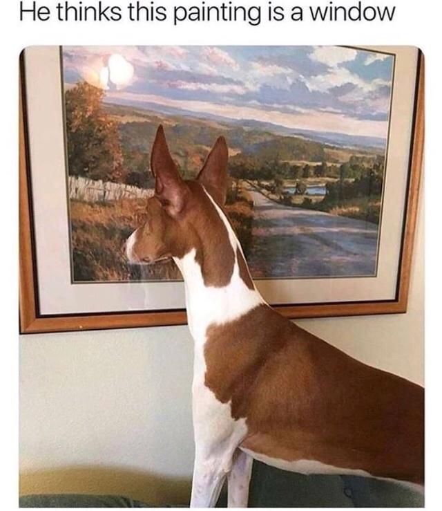 dog thinks painting is window - He thinks this painting is a window