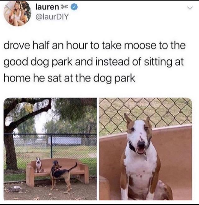 dog park meme - lauren drove half an hour to take moose to the good dog park and instead of sitting at home he sat at the dog park