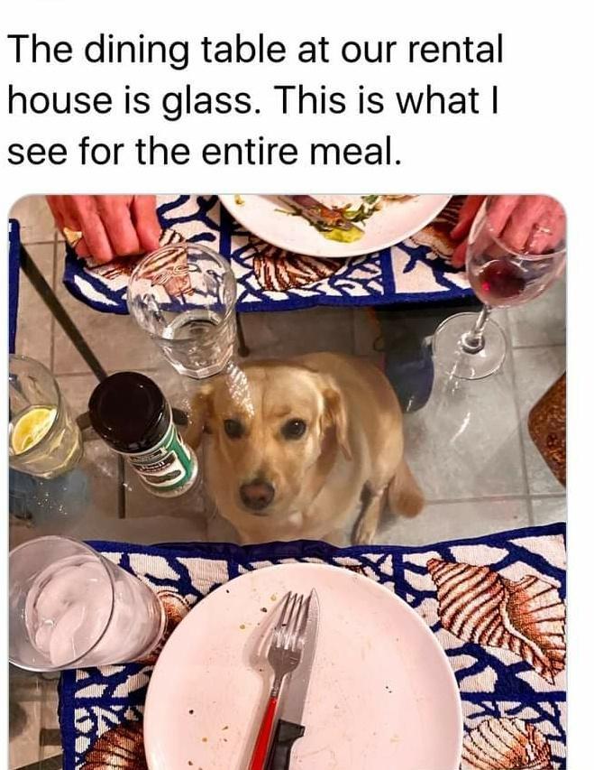 rental house glass table dog - The dining table at our rental house is glass. This is what I see for the entire meal.