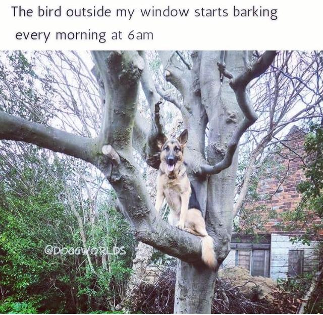 tree - The bird outside my window starts barking every morning at 6am