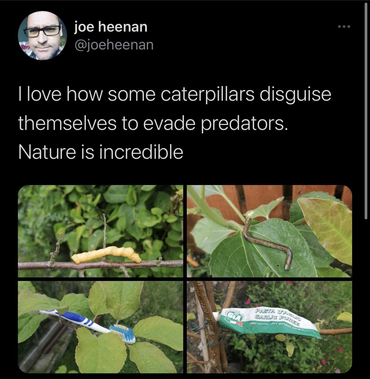 flora - joe heenan I love how some caterpillars disguise themselves to evade predators. Nature is incredible Ga