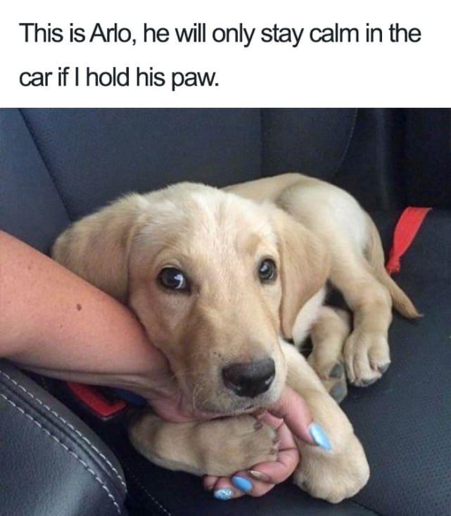 dog memes - This is Arlo, he will only stay calm in the car if I hold his paw.