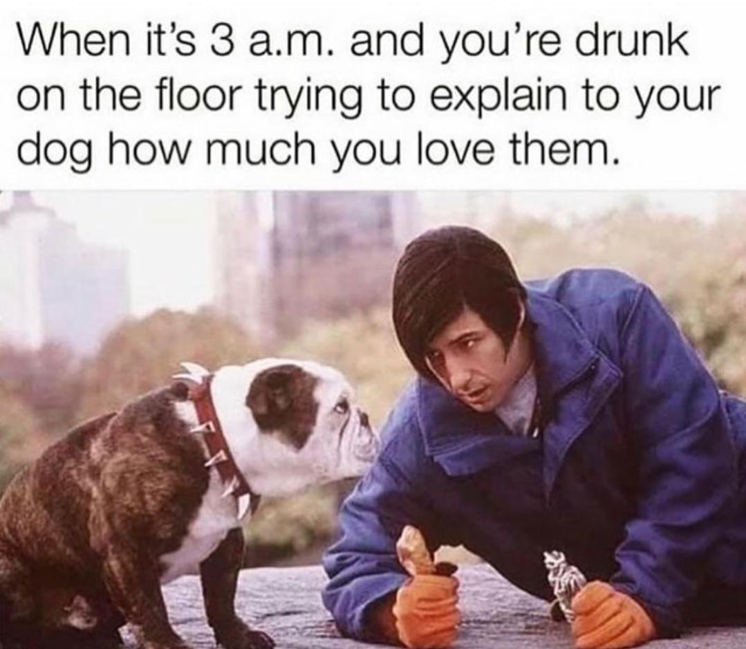 adam little nicky - When it's 3 a.m. and you're drunk on the floor trying to explain to your dog how much you love them.