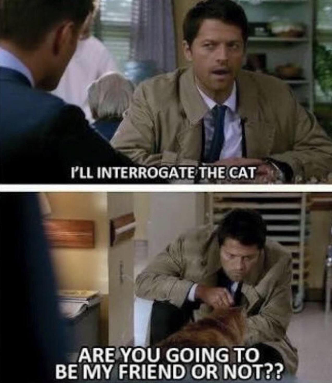 interrogate meme - Pll Interrogate The Cat Are You Going To Be My Friend Or Not??