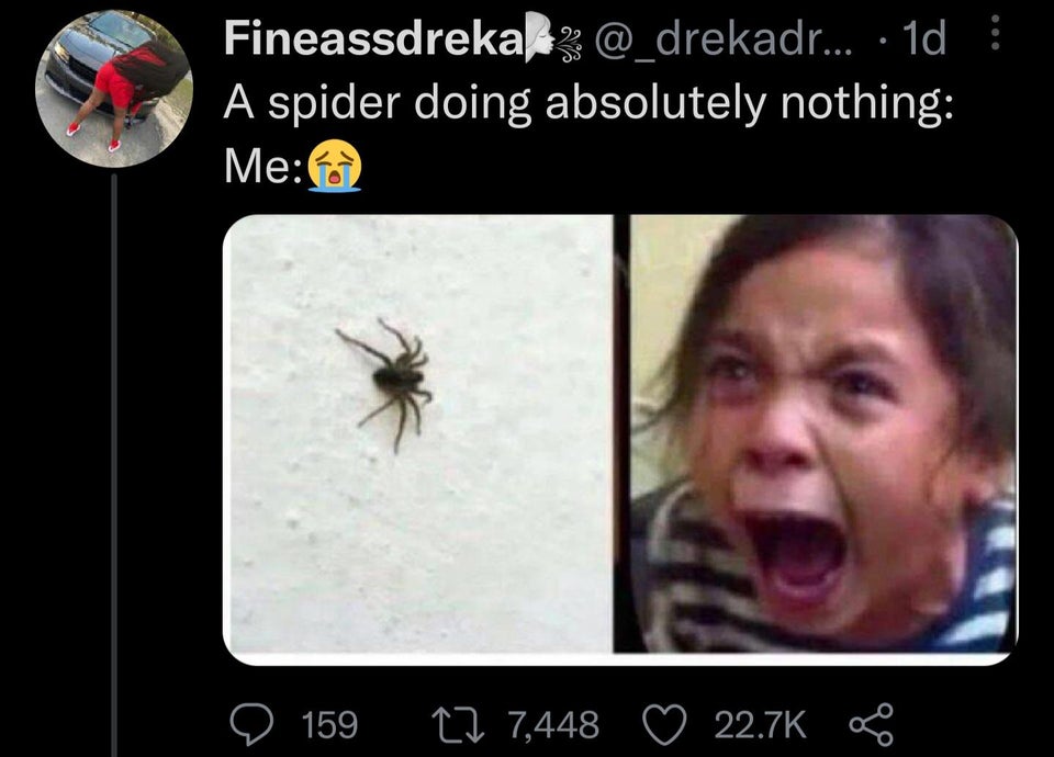 Fineassdreka 2 ... 1d A spider doing absolutely nothing Me 159 27 7,448