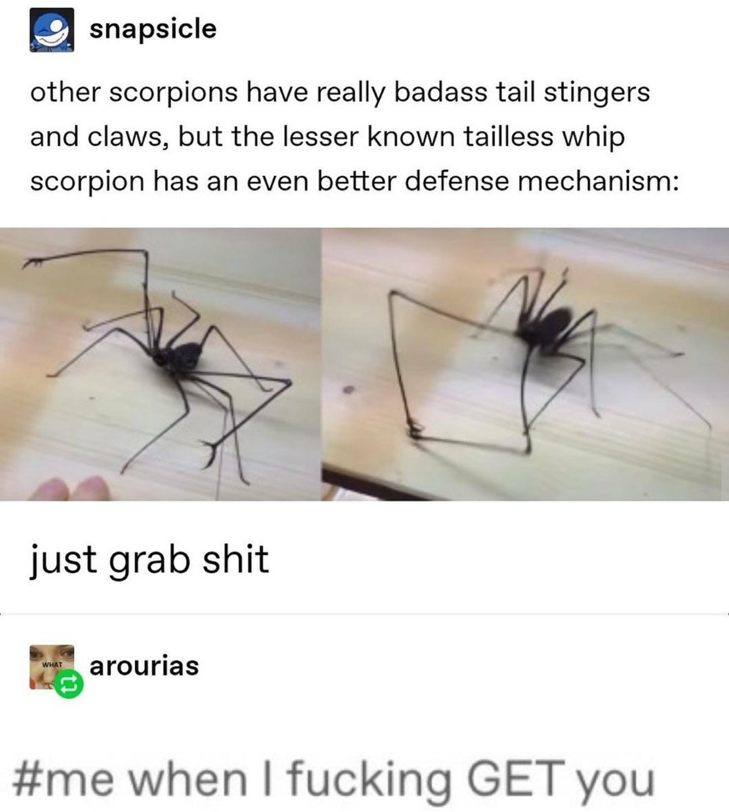 tailless whip scorpion grab - snapsicle other scorpions have really badass tail stingers and claws, but the lesser known tailless whip scorpion has an even better defense mechanism just grab shit What arourias when I fucking Get you