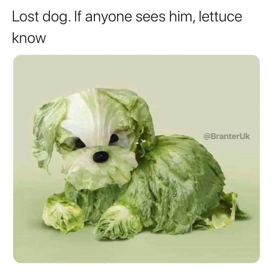 lettuce dog - Lost dog. If anyone sees him, lettuce know