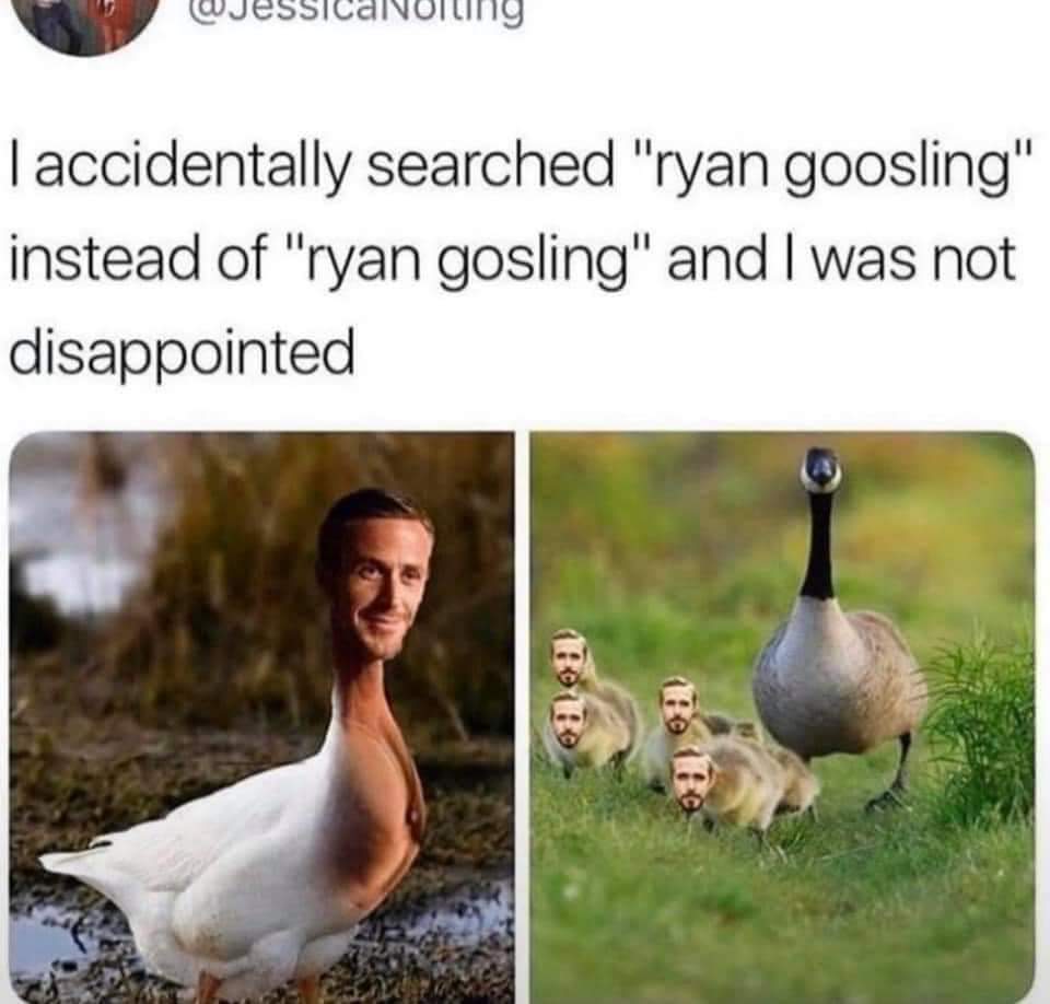 ryan goosling meme goose - I accidentally searched "ryan goosling" instead of "ryan gosling" and I was not disappointed Pobo toto