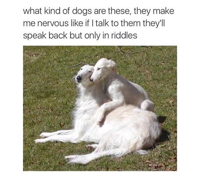 riddle dogs - what kind of dogs are these, they make me nervous if I talk to them they'll speak back but only in riddles