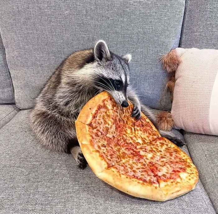 raccoon eating pizza