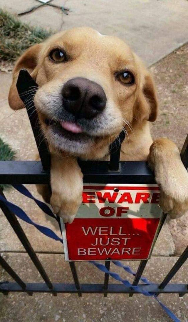 dogs saying hi - Eware Well... Just Beware
