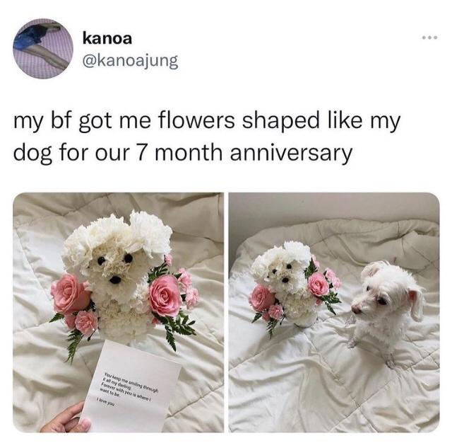 funny memes and pics - Boyfriend - kanoa my bf got me flowers shaped my dog for our 7 month anniversary You keep me sig rugh dari Forever with you is where Ayo