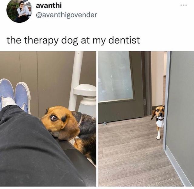 funny memes and pics - dog - avanthi the therapy dog at my dentist