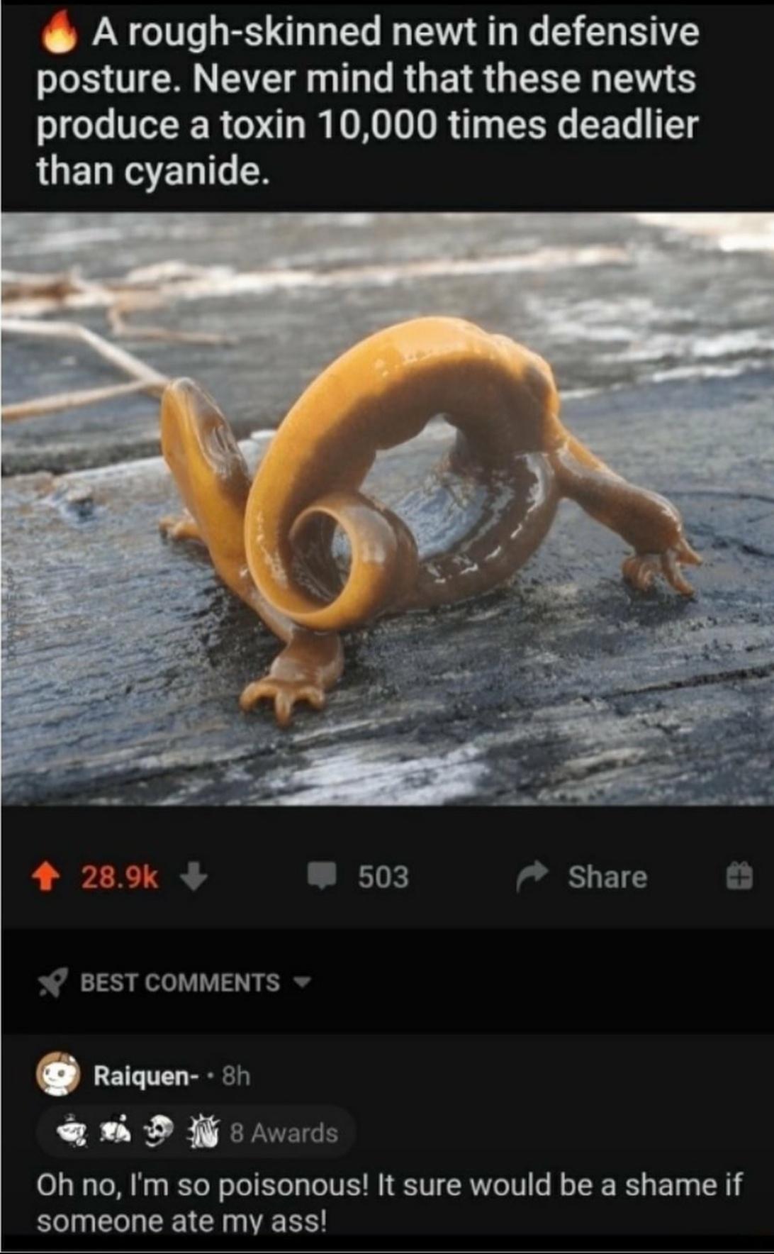 funny memes and pics - poisonous newt meme - A roughskinned newt in defensive posture. Never mind that these newts produce a toxin 10,000 times deadlier than cyanide. 1 503 Best Raiquen 8h On 8 Awards Oh no, I'm so poisonous! It sure would be a shame if s