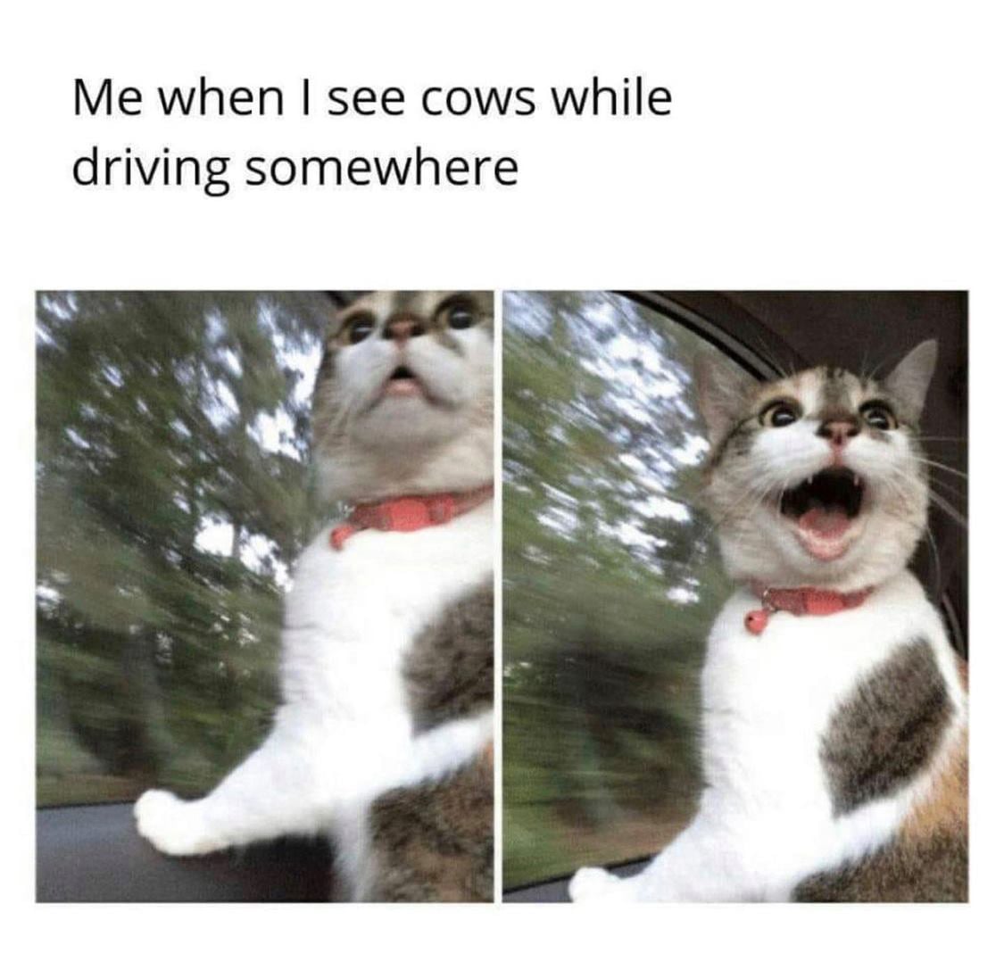 funny memes and pics - u ask ur mom to stop - Me when I see cows while driving somewhere