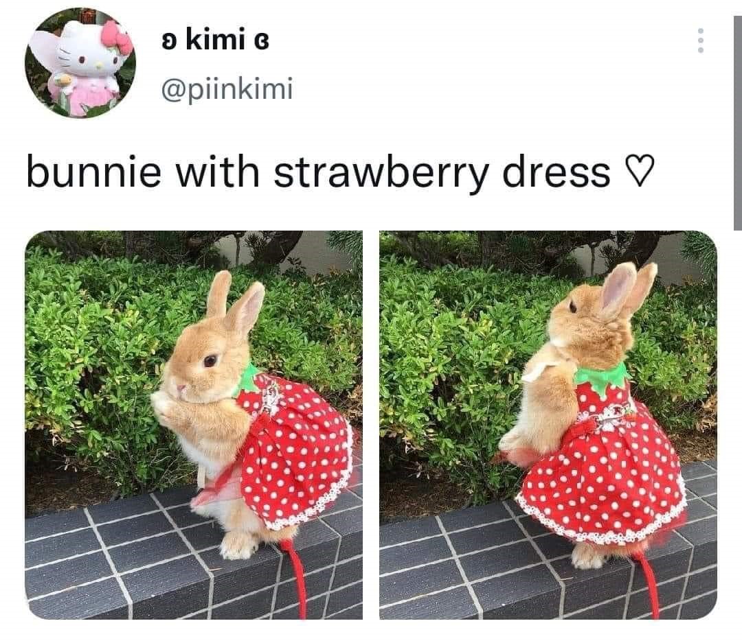 funny memes and pics - fauna - o kimi bunnie with strawberry dress