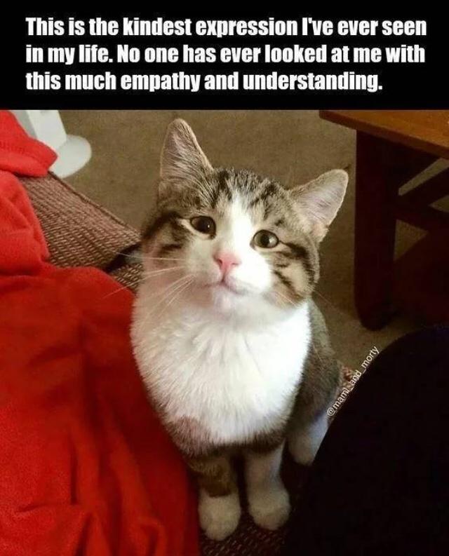 kindest cat face - This is the kindest expression I've ever seen in my life. No one has ever looked at me with this much empathy and understanding.